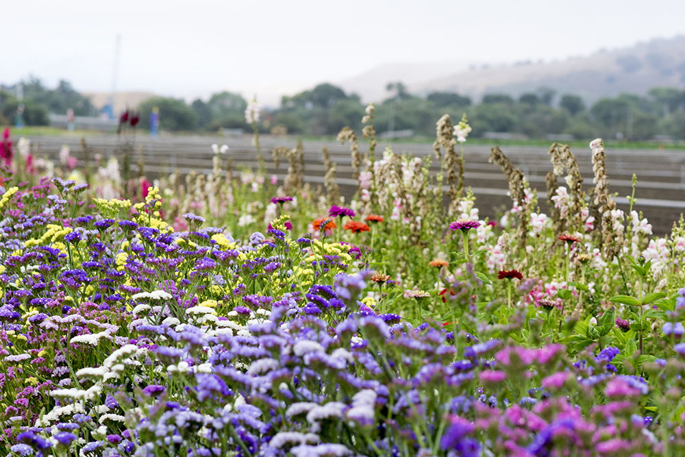 The Invisible Dance of the Salinas Valley